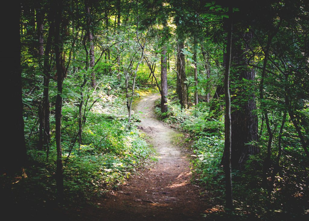 Path through the woods